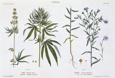 Hanf und Flachs, aus 